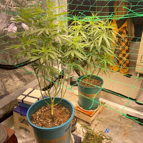 DankBerry  growlog timeline photo