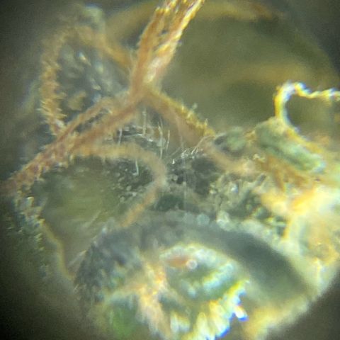 DankBerry  growlog timeline photo