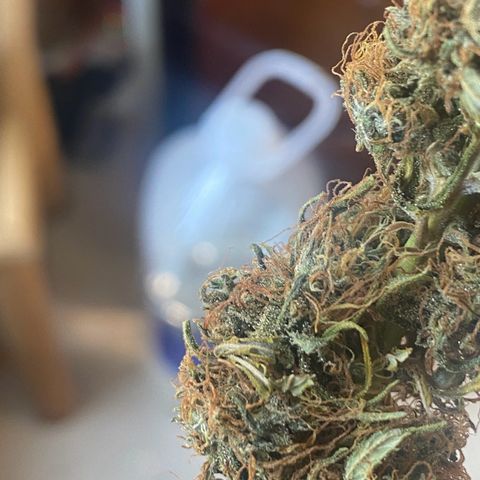 DankBerry  growlog timeline photo