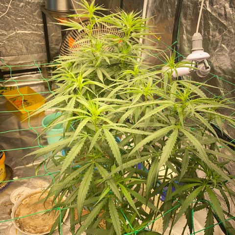 DankBerry  growlog timeline photo