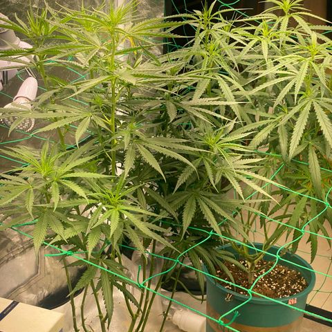 DankBerry  growlog timeline photo