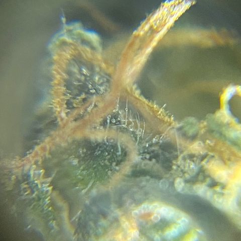 DankBerry  growlog timeline photo