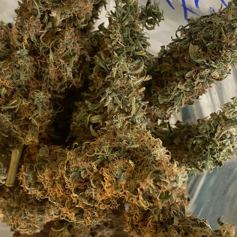 DankBerry  growlog timeline photo