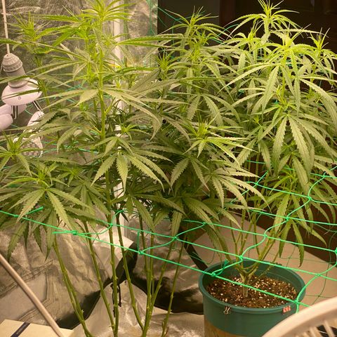 DankBerry  growlog timeline photo