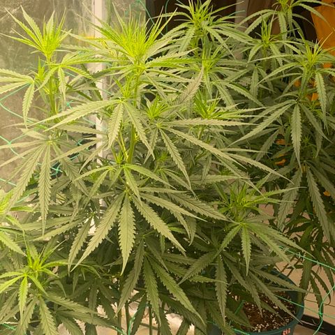 DankBerry  growlog timeline photo