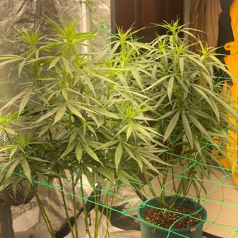 DankBerry  growlog timeline photo