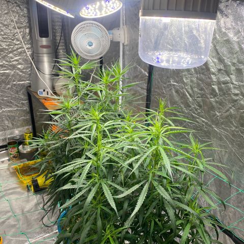DankBerry  growlog timeline photo
