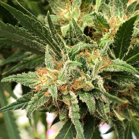 Ethal  growlog timeline photo