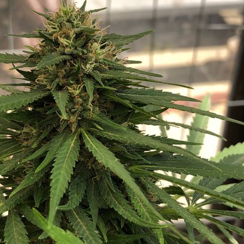 Velma Lou growlog timeline photo