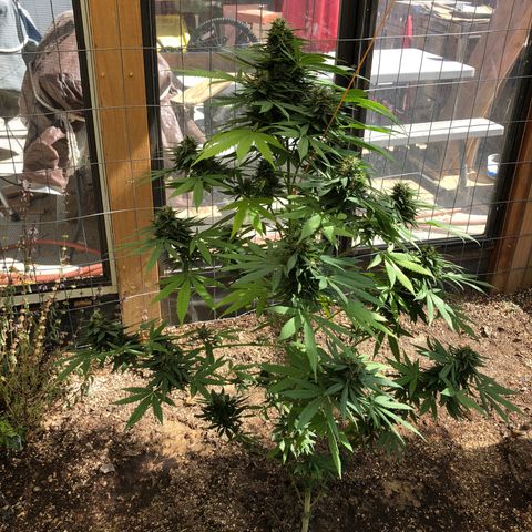 Velma Lou growlog timeline photo