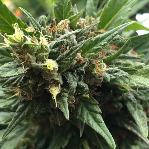 Ruth  growlog photo: Checking to see if the flowers are ready for harvest. No not yet but I’m thinking about 3 to 4 more weeks and then I’ll harvest them.