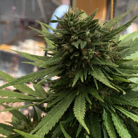 Ruth  growlog photo: Checking to see if the flowers are ready for harvest. No not yet but I’m thinking about 3 to 4 more weeks and then I’ll harvest them.