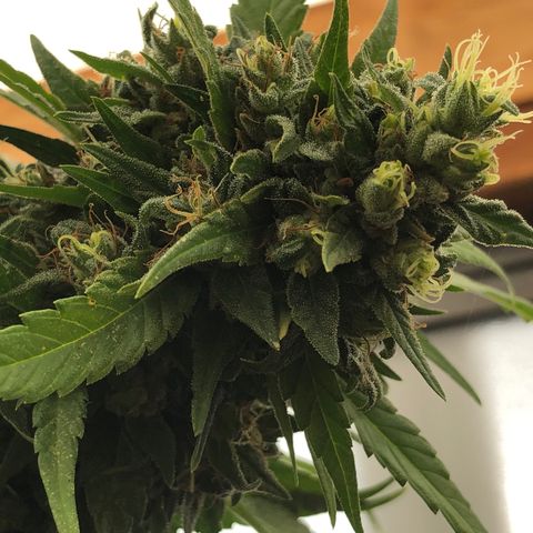 Ruth  growlog photo: Checking to see if the flowers are ready for harvest. No not yet but I’m thinking about 3 to 4 more weeks and then I’ll harvest them.