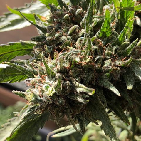 Ruth  growlog photo: Checking to see if the flowers are ready for harvest. No not yet but I’m thinking about 3 to 4 more weeks and then I’ll harvest them.