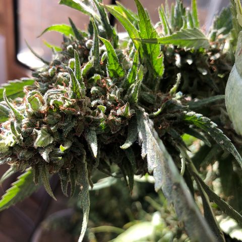 Ruth  growlog photo: Checking to see if the flowers are ready for harvest. No not yet but I’m thinking about 3 to 4 more weeks and then I’ll harvest them.