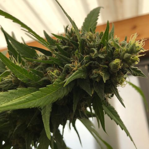 Ruth  growlog photo: Checking to see if the flowers are ready for harvest. No not yet but I’m thinking about 3 to 4 more weeks and then I’ll harvest them.