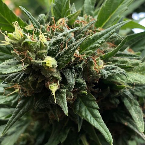 Ruth  growlog photo: Buds are about 3 to 4 weeks before they are ready to harvest!