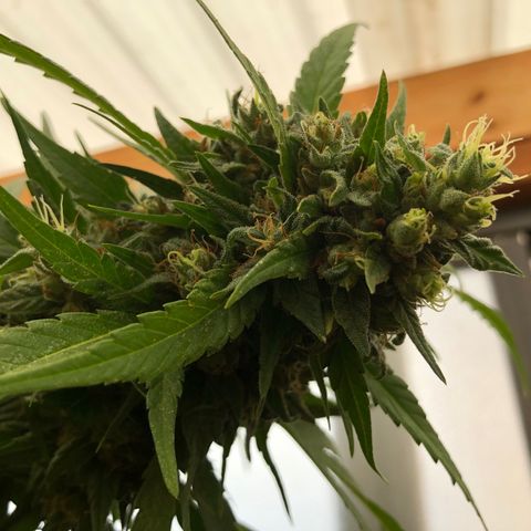 Ruth  growlog photo: Buds are about 3 to 4 weeks before they are ready to harvest!