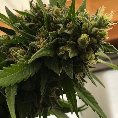 Ruth  growlog photo: Buds are about 3 to 4 weeks before they are ready to harvest!