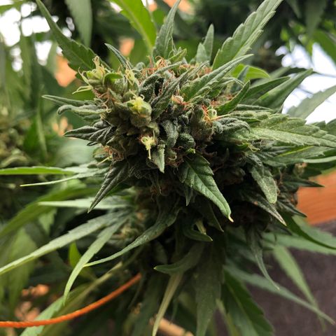 Ethal  growlog photo: The flowers are between 3 to 4 more weeks before they are ready to harvest!