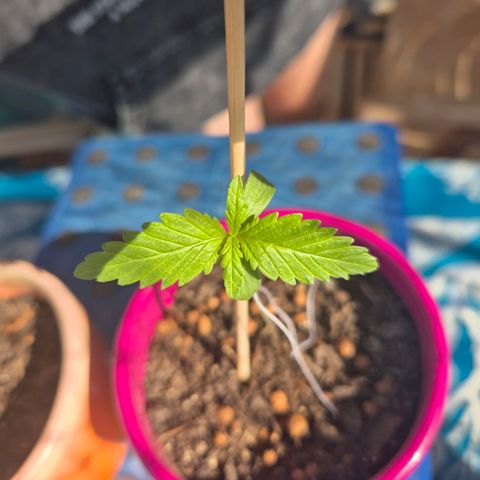 Pink Runtz #1 growlog timeline photo