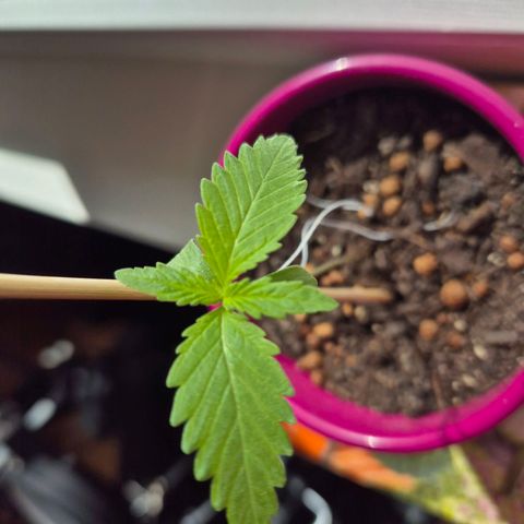 Pink Runtz #1 growlog timeline photo