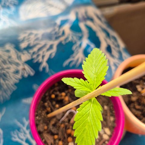 Pink Runtz #1 growlog timeline photo