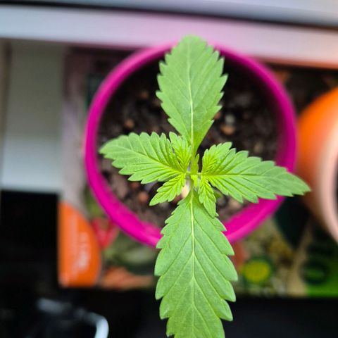 Pink Runtz #1 growlog timeline photo