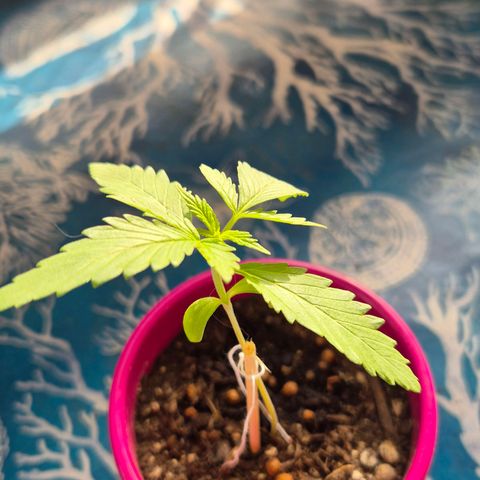 Pink Runtz #1 growlog timeline photo