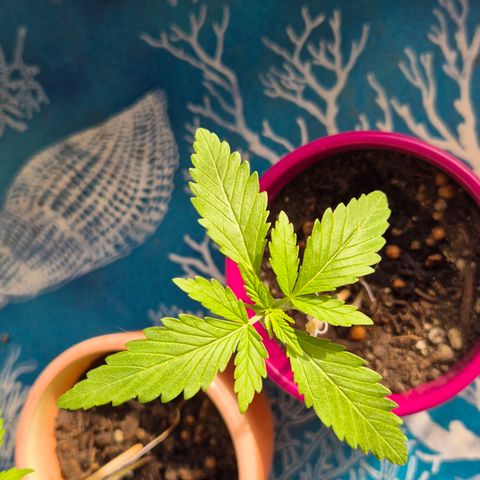 Pink Runtz #1 growlog timeline photo