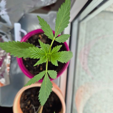 Pink Runtz #1 growlog timeline photo