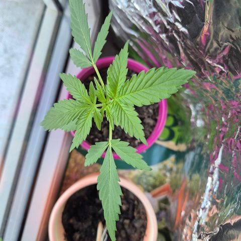 Pink Runtz #1 growlog timeline photo