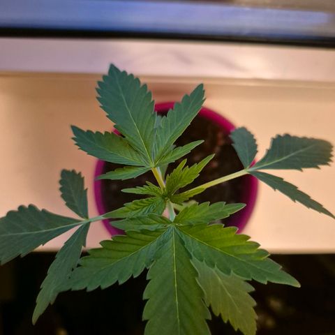 Pink Runtz #1 growlog timeline photo