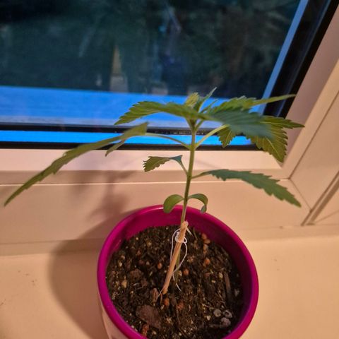 Pink Runtz #1 growlog timeline photo