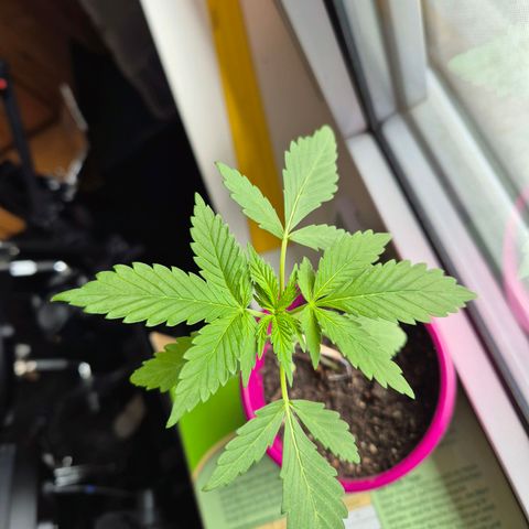Pink Runtz #1 growlog timeline photo