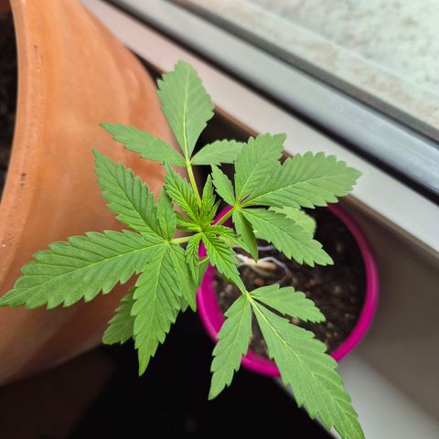 Pink Runtz #1 growlog timeline photo