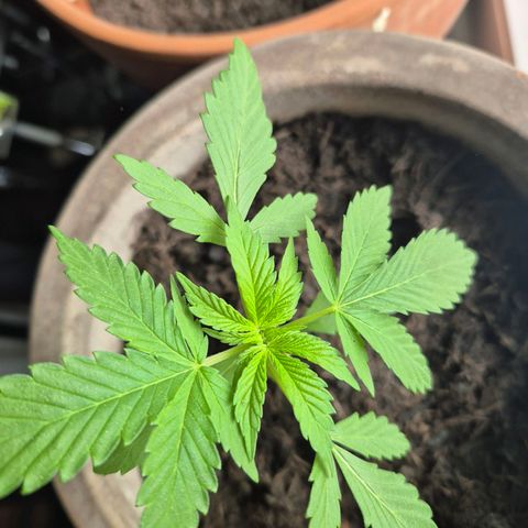 Pink Runtz #1 growlog timeline photo