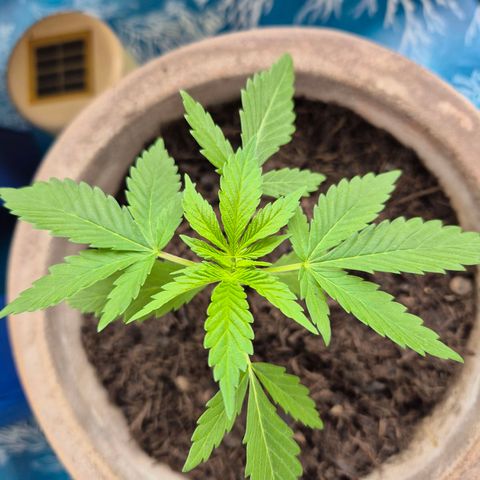 Pink Runtz #1 growlog timeline photo