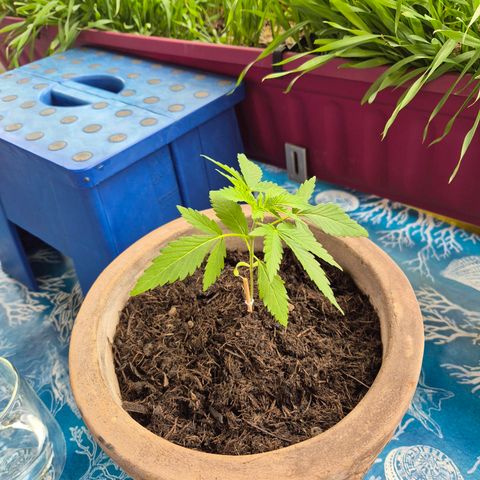 Pink Runtz #1 growlog timeline photo