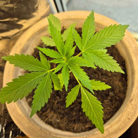 Pink Runtz #1 growlog timeline photo