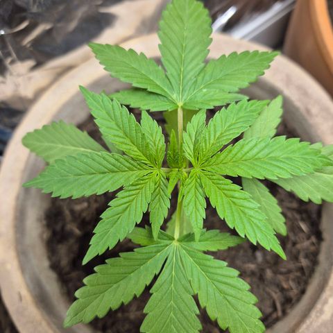 Pink Runtz #1 growlog timeline photo