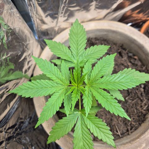 Pink Runtz #1 growlog timeline photo