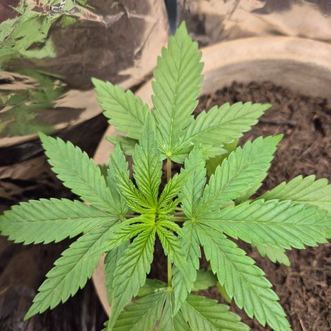 Pink Runtz #1 growlog timeline photo