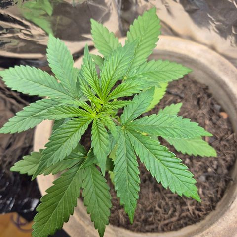 Pink Runtz #1 growlog timeline photo