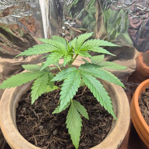 Pink Runtz #1 growlog timeline photo