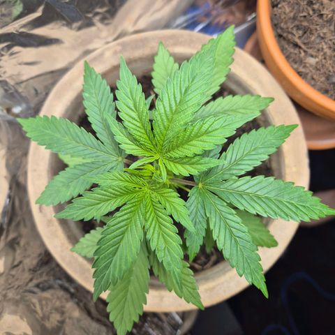 Pink Runtz #1 growlog timeline photo