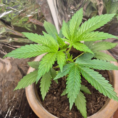 Pink Runtz #1 growlog timeline photo