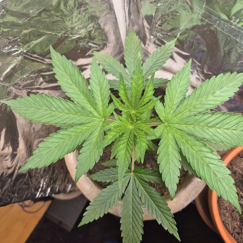Pink Runtz #1 growlog timeline photo