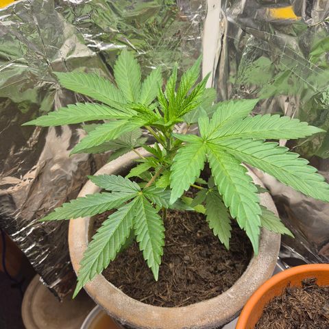 Pink Runtz #1 growlog timeline photo