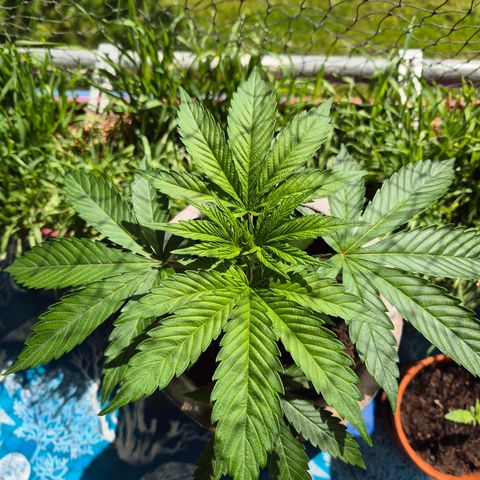 Pink Runtz #1 growlog timeline photo